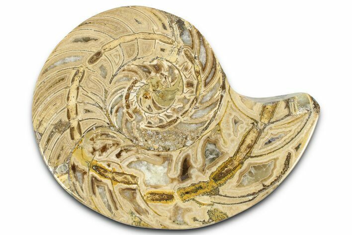 Cut & Polished Jurassic Nautilus Fossil (Half) - Madagascar #365538